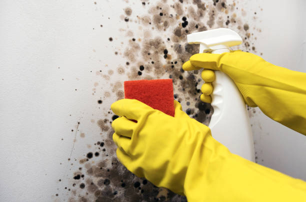 Best Attic Mold Removal  in Countryside, IL
