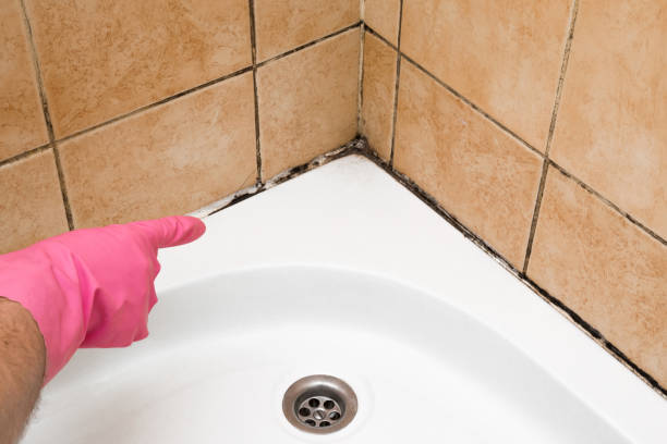Best Commercial Mold Removal  in Countryside, IL