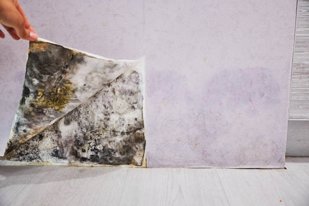 Best Mold Damage Repair  in Countryside, IL